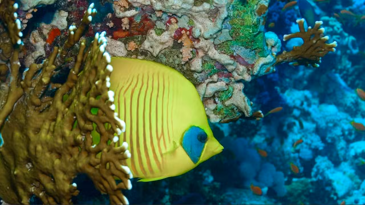 peixe - Al Carrera/Shutterstock.com