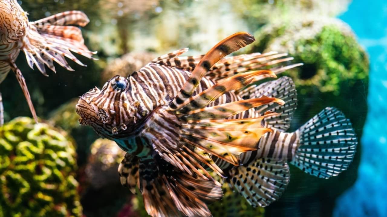 Peixe-leão - Makhh/Shutterstock.com