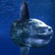 Peixe lua - slowmotiongli/Shutterstock.com