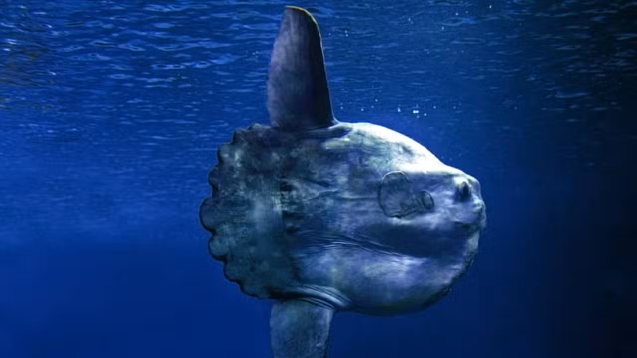 Peixe lua - slowmotiongli/Shutterstock.com