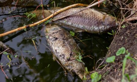 peixe morto - Anuta23/Shutterstock.com