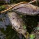 peixe morto - Anuta23/Shutterstock.com