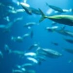 Peixes - PV productions/Shutterstock.com
