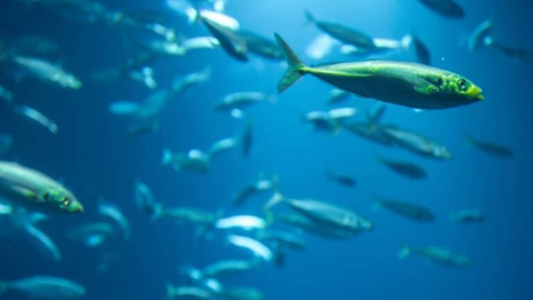 Peixes - PV productions/Shutterstock.com