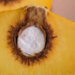 Pequi - Reprodução/YouTube