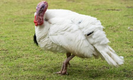 Doença de Newcastle é confirmada em granja de perus em SC