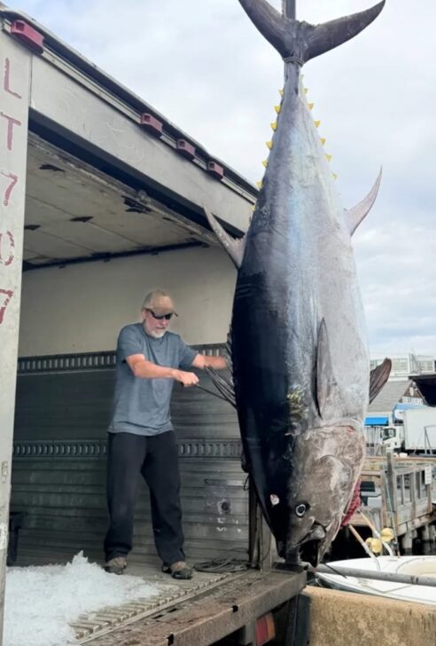 pescadores de Massachusetts pescam atum gigante - Reprodução/Rede Social