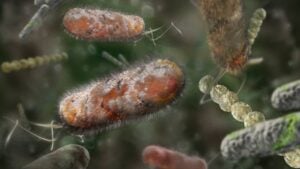 Peste bacteriana, bactérias - Nathan Devery/ istockphoto.com