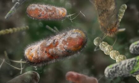 Peste bacteriana, bactérias - Nathan Devery/ istockphoto.com