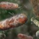 Peste bacteriana, bactérias - Nathan Devery/ istockphoto.com