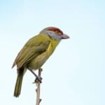 Pitiguari, conhecido também como Cyclarhis gujanensis - Rafael Cerqueira/ istockphoto.com