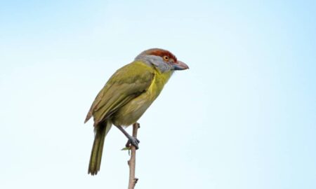 Pitiguari, conhecido também como Cyclarhis gujanensis - Rafael Cerqueira/ istockphoto.com