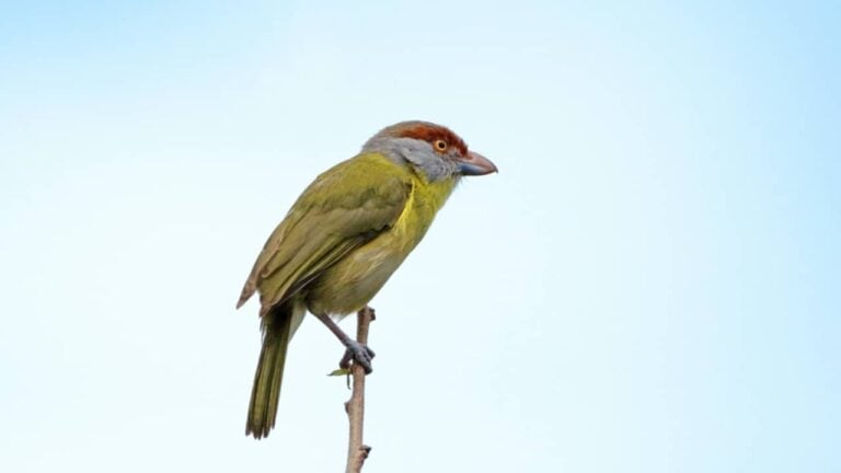 Pitiguari, conhecido também como Cyclarhis gujanensis - Rafael Cerqueira/ istockphoto.com