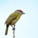 Pitiguari, conhecido também como Cyclarhis gujanensis - Rafael Cerqueira/ istockphoto.com