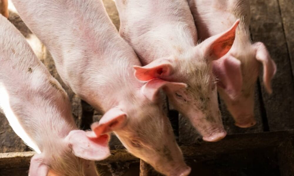Rins de porco congelados a -150 °C por mais de um ano voltam a produzir urina em teste nos Estados Unidos