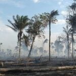 Queimadas na Amazônia - Divulgação/CBMRR