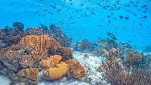 Recifes de coral - John A. Anderson/shutterstock.com