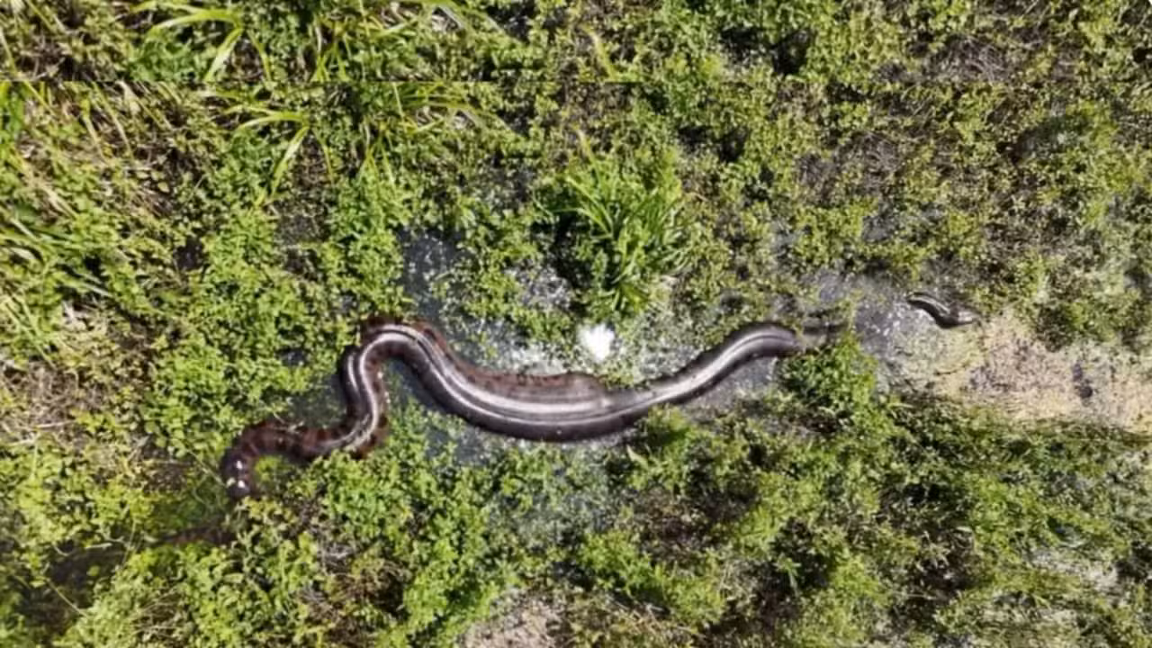 Sucuri gigante após refeição em rio cristalino de Bonito (MS) - Marauan Monteiro/Arquivo Pessoal