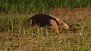 Tamanduá-mirim encontrado próximo à Avenida em Bauru - Reprodução