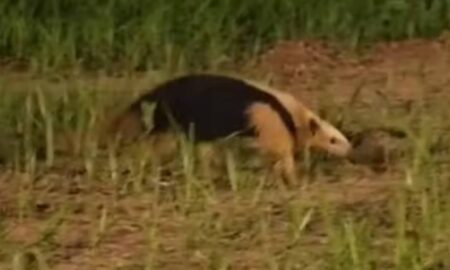 Tamanduá-mirim encontrado próximo à Avenida em Bauru - Reprodução