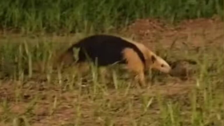 Tamanduá-mirim encontrado próximo à Avenida em Bauru - Reprodução