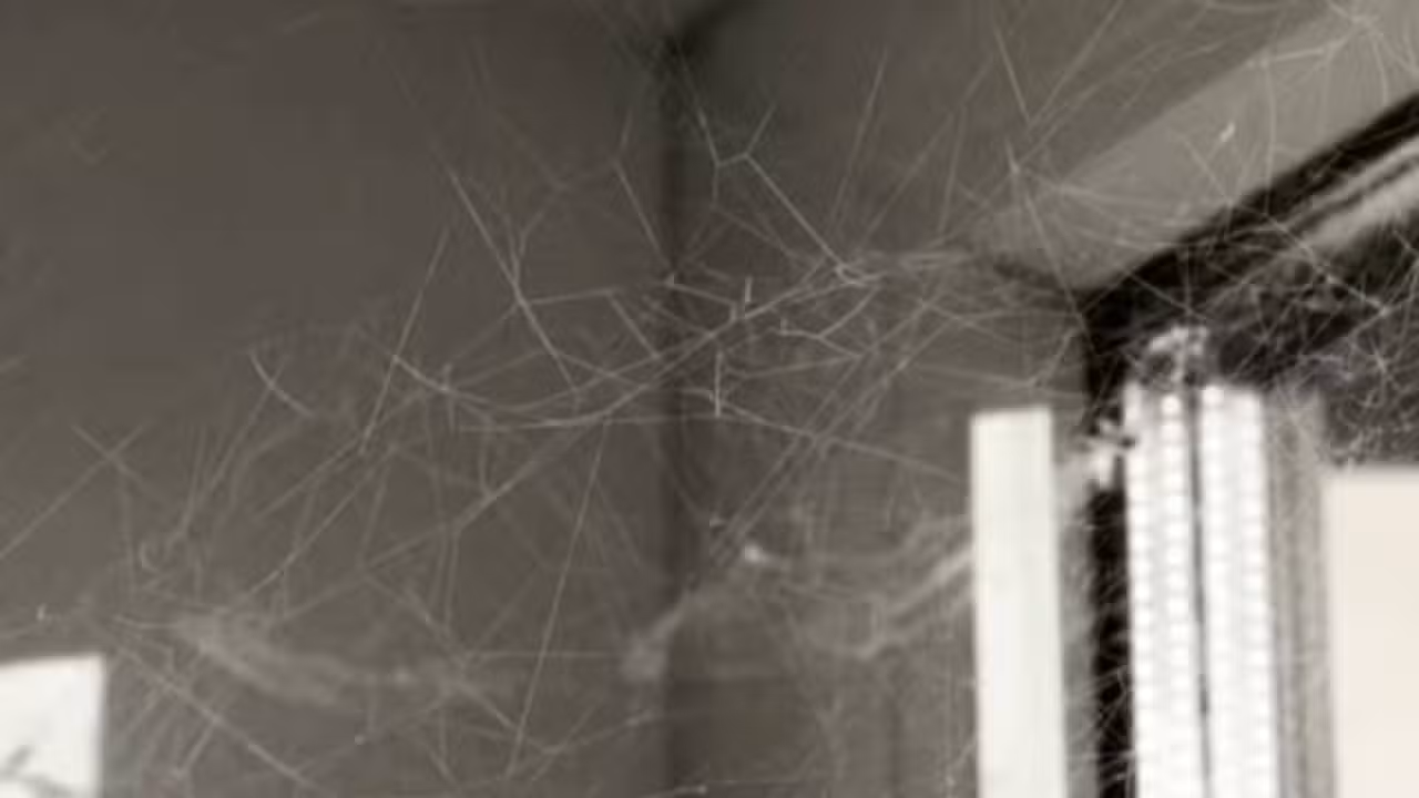 Teias de aranha - Julia Cherkasova/ istockphoto.com