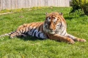 Tigre-siberiano do zoológico Parque de Vida Selvagem de Yorkshire, no Reino Unido - Divulgação/Yorkshire Wildlife Park