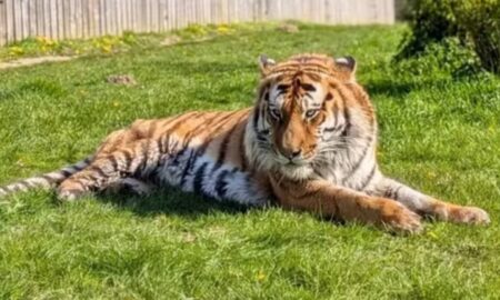 Tigre-siberiano do zoológico Parque de Vida Selvagem de Yorkshire, no Reino Unido - Divulgação/Yorkshire Wildlife Park