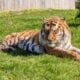 Tigre-siberiano do zoológico Parque de Vida Selvagem de Yorkshire, no Reino Unido - Divulgação/Yorkshire Wildlife Park