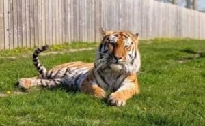 Tigre-siberiano do zoológico Parque de Vida Selvagem de Yorkshire, no Reino Unido - Divulgação/Yorkshire Wildlife Park