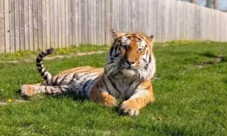 Tigre-siberiano do zoológico Parque de Vida Selvagem de Yorkshire, no Reino Unido - Divulgação/Yorkshire Wildlife Park