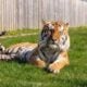 Tigre-siberiano do zoológico Parque de Vida Selvagem de Yorkshire, no Reino Unido - Divulgação/Yorkshire Wildlife Park