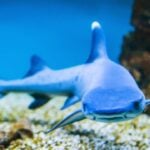 Tubarão - constantinopris/ istockphoto.com