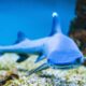 Tubarão - constantinopris/ istockphoto.com