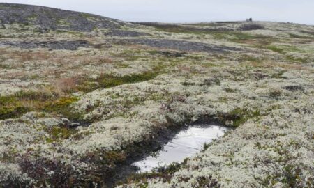 Tundra - Mario Bandi/Shutterstock.com