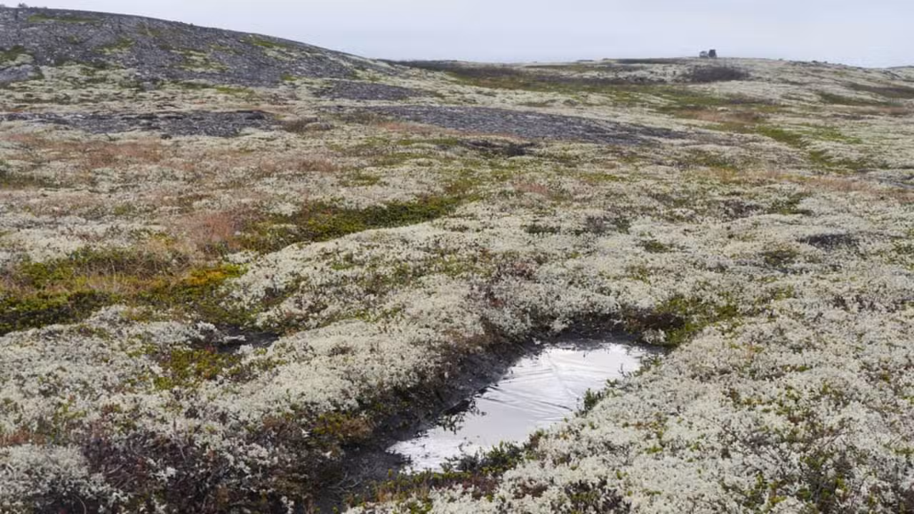 Tundra - Mario Bandi/Shutterstock.com