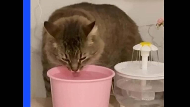 Tutora compra fonde de agua para gata - Reprodução/Instagram
