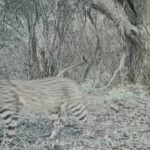 UFRGS instala câmeras no Pampa em busca de felino ameaçado de extinção - Divulgação/Felinos do Pampa