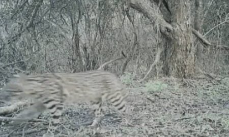UFRGS instala câmeras no Pampa em busca de felino ameaçado de extinção