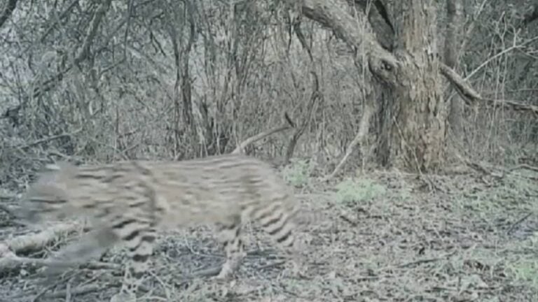 UFRGS instala câmeras no Pampa em busca de felino ameaçado de extinção - Divulgação/Felinos do Pampa