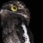 Urutau-de-asa-branca (Nyctibius leucopterus) - Reprodução/Globo