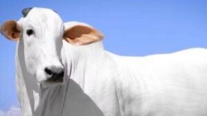 Vaca Nelore Isis Valverde será leiloada com oferta de 50% - Divulgação/ Fazenda Terra Prometida