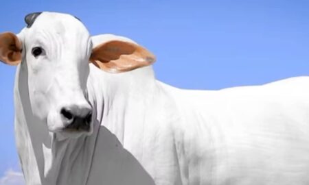 Vaca Nelore Isis Valverde será leiloada com oferta de 50% - Divulgação/ Fazenda Terra Prometida