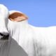 Vaca Nelore Isis Valverde será leiloada com oferta de 50% - Divulgação/ Fazenda Terra Prometida