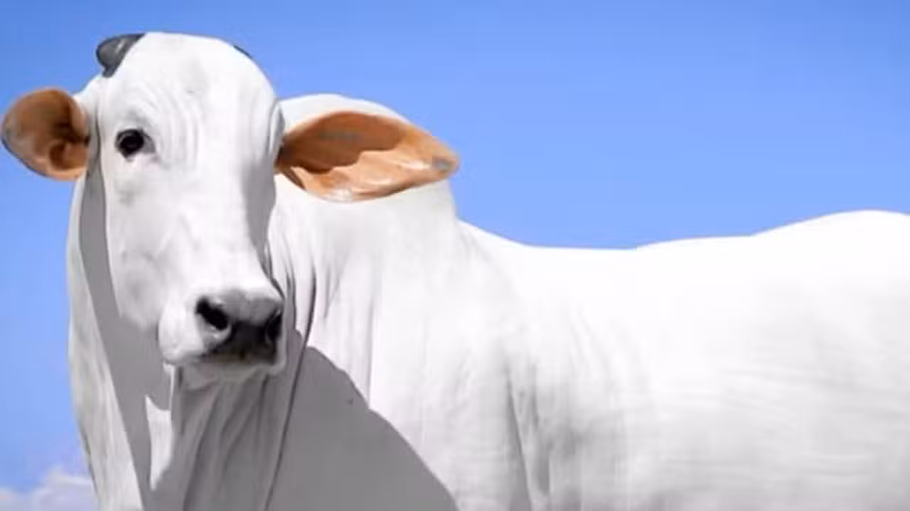 Vaca Nelore Isis Valverde será leiloada com oferta de 50% - Divulgação/ Fazenda Terra Prometida