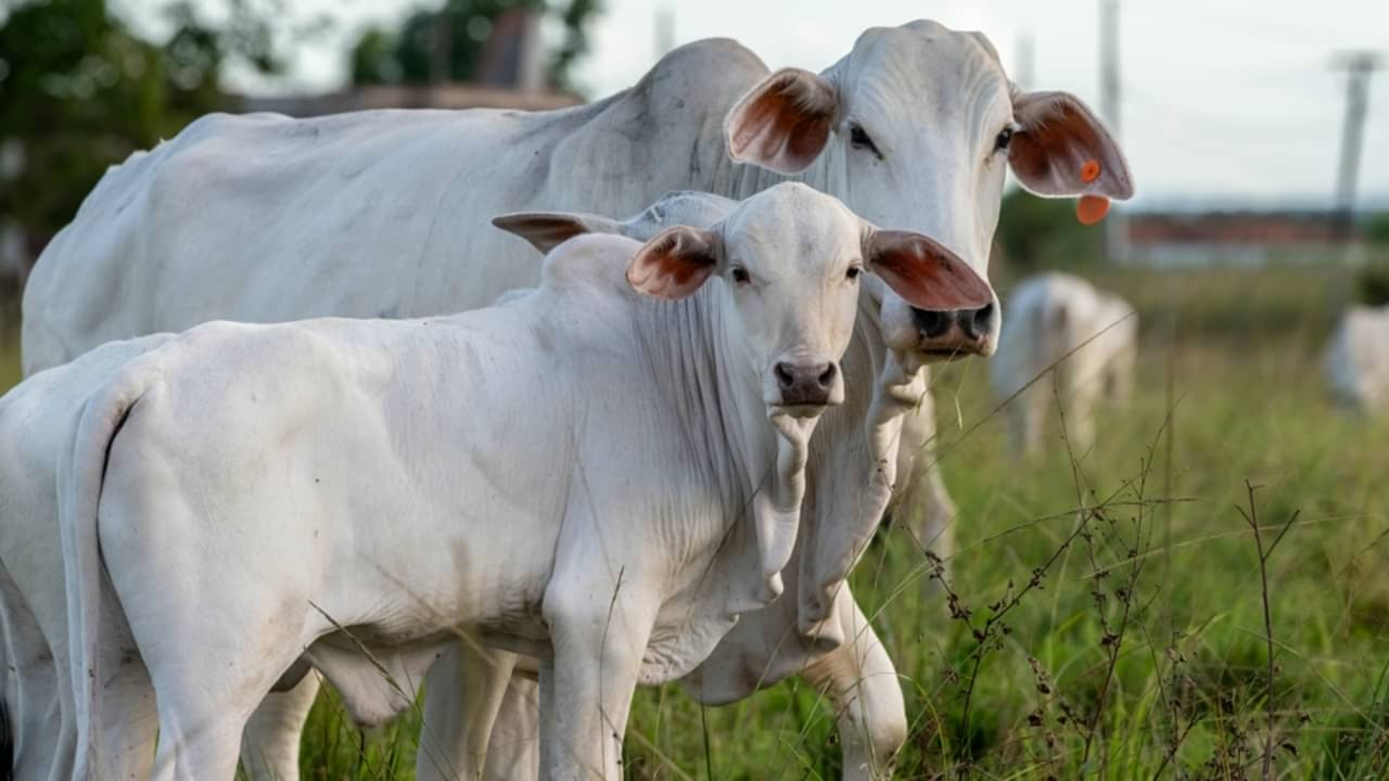 Vacas, pasto - Cacio Murilo/ shutterstock.com