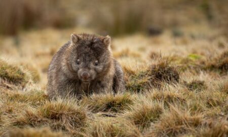 Wombat - Wirestock Creators/shutterstock.com