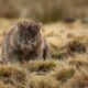 Wombat - Wirestock Creators/shutterstock.com