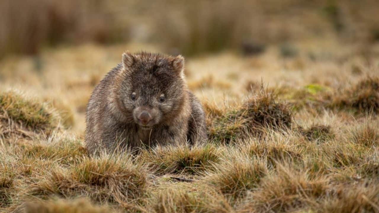 Wombat - Wirestock Creators/shutterstock.com