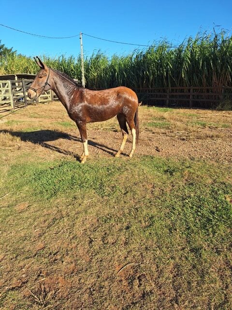 Mula mansa de 3 anos em Cruzeiro SP, macia e adestrada – boa para cavalgada e serviço — foto 4